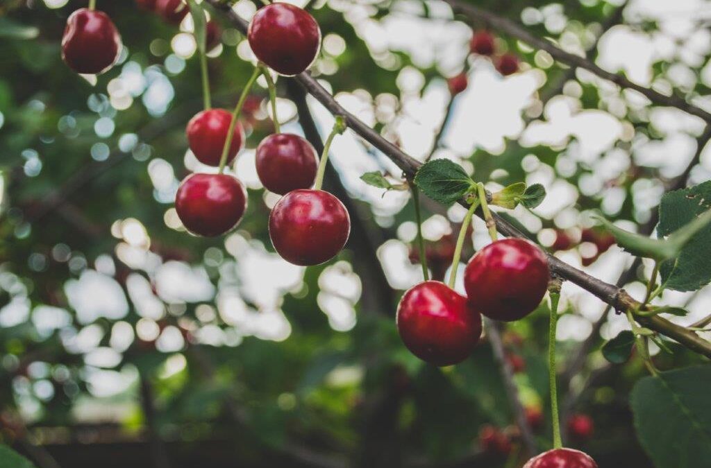cherries hanging on a tree branch