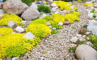 5 Xeriscape Plants For Pacific Northwest Gardens