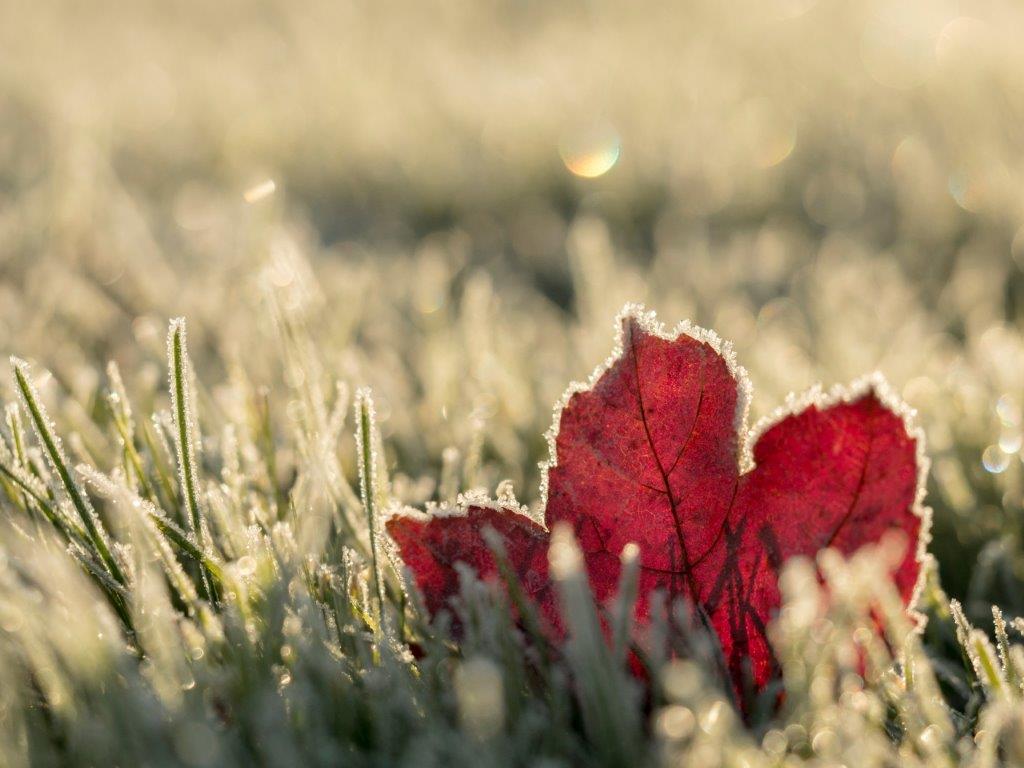 frosted red leaf in a frosted field of grass
