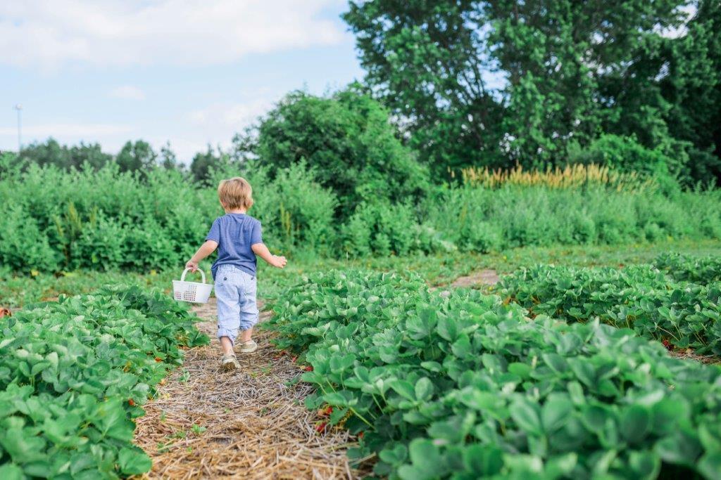 young child wearing blue walking through a garden holding a basket