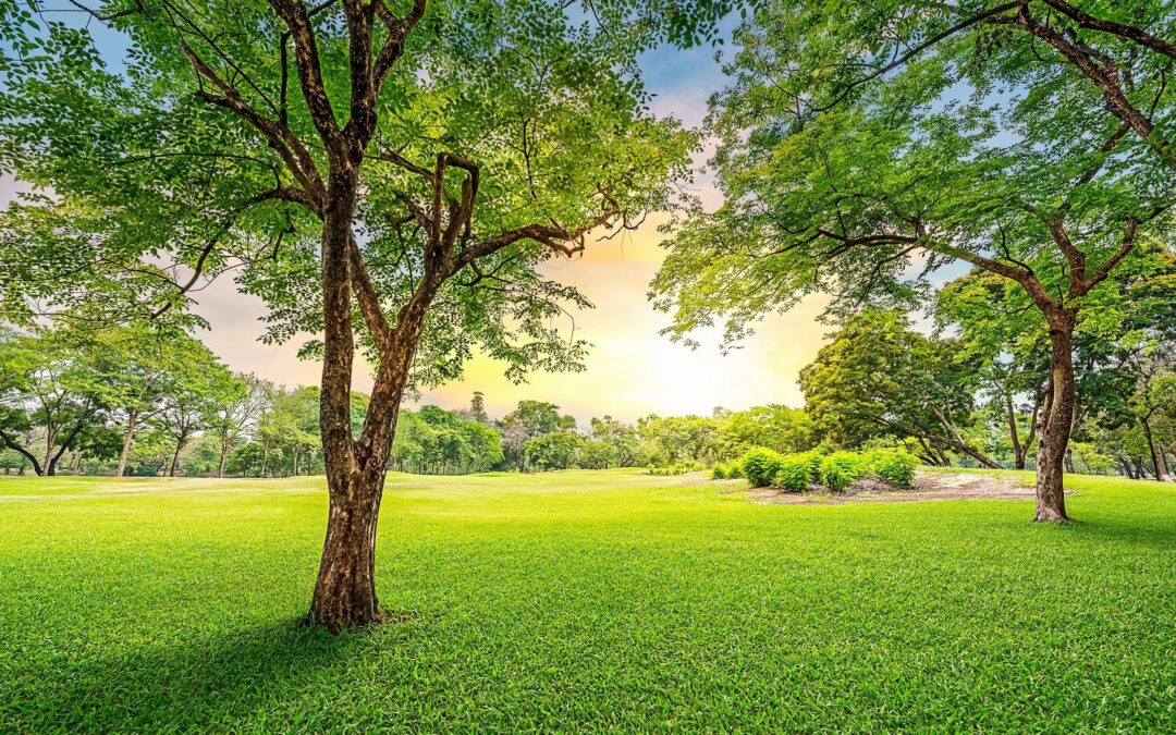 Organic Lawn Care: How to Keep Your Yard Natural