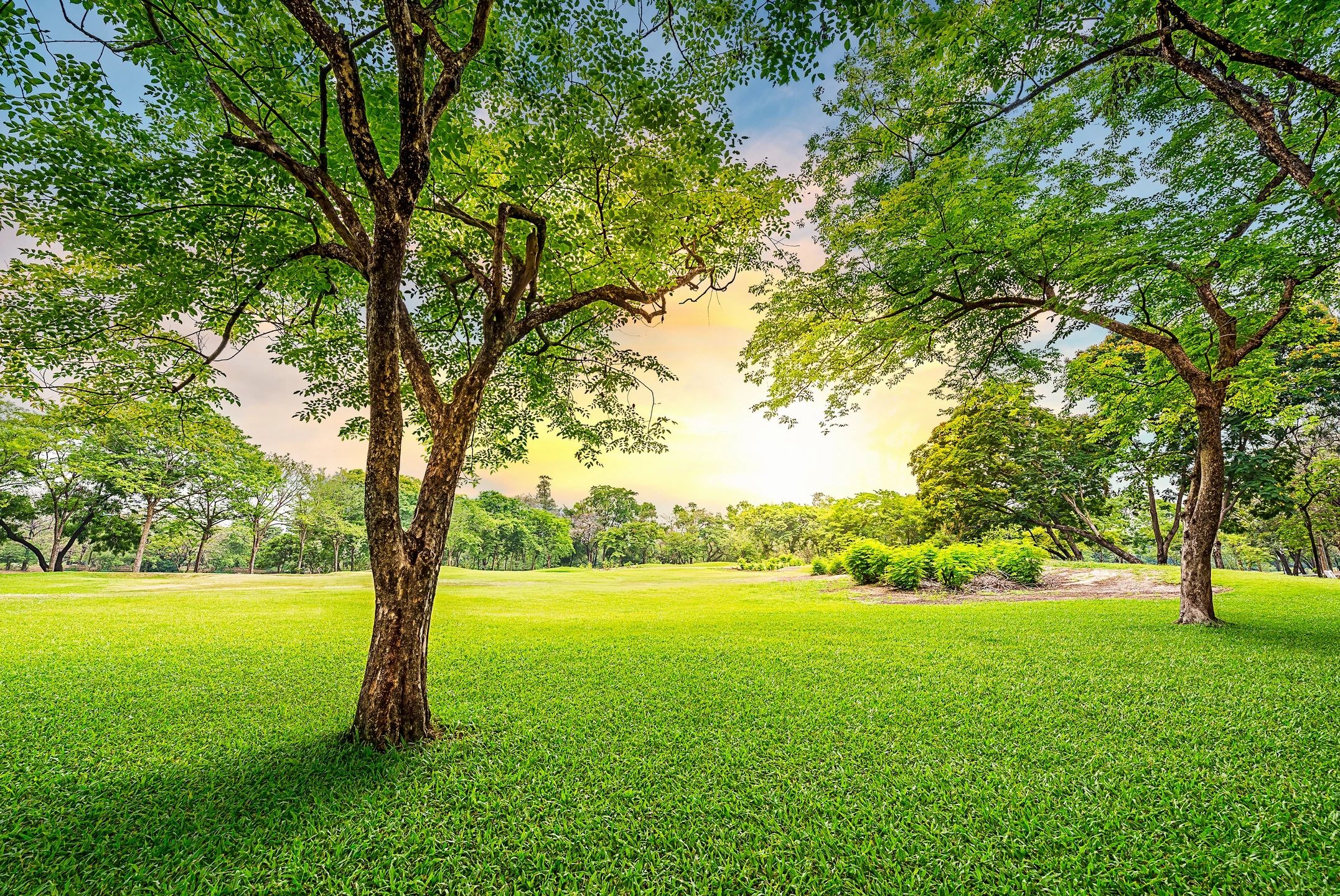 yard during sunset