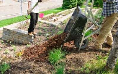 Beginner Planting Pitfalls to Avoid When Landscaping Your Yard