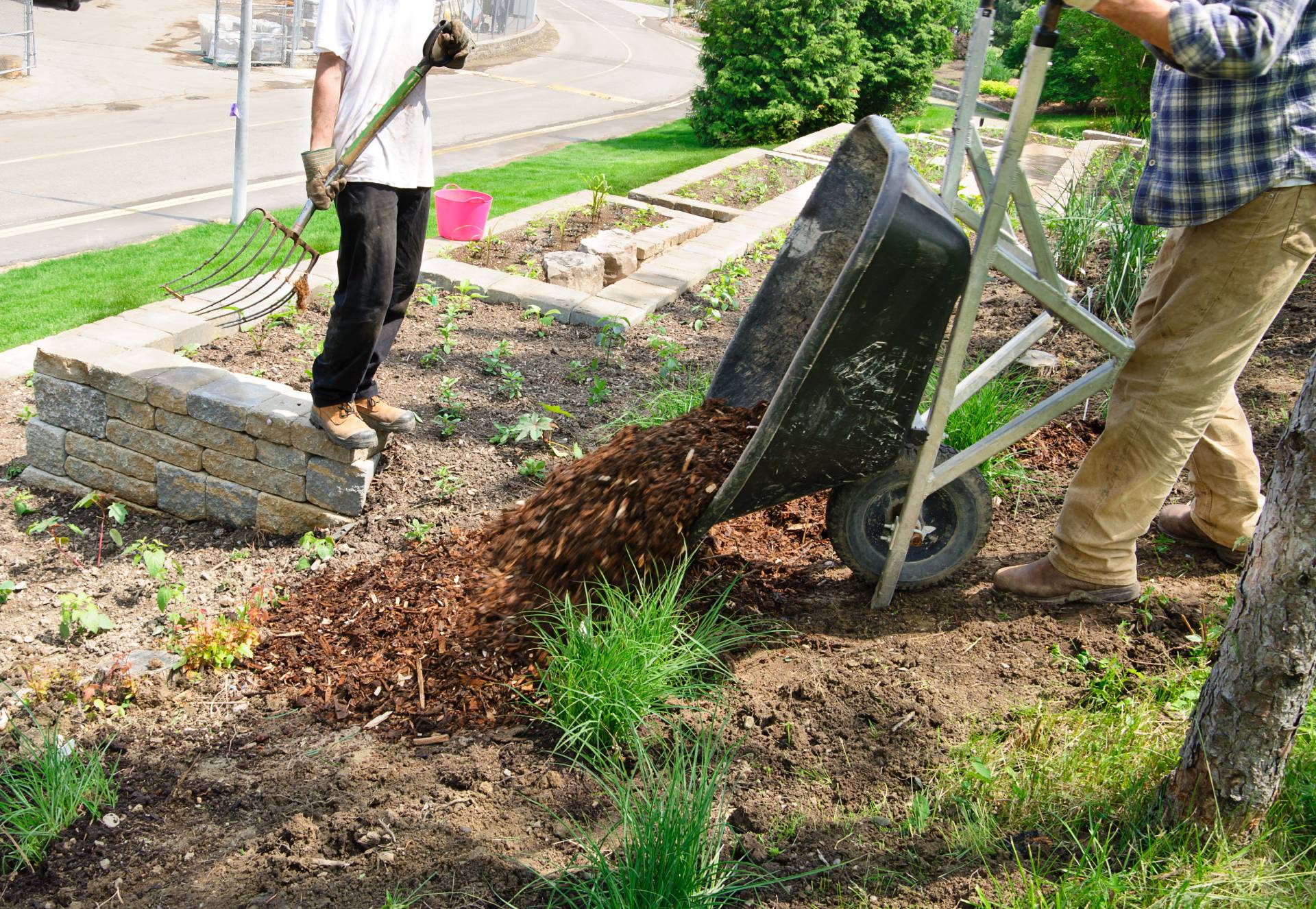 Beginner Planting Pitfalls to Avoid When Landscaping Your Yard